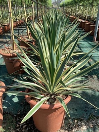 Юкка славная пестролистная Yucca gloriosa Variegata