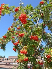 Рябина обыкновенная Sorbus aucuparia