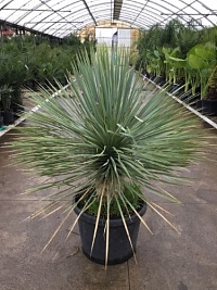 Юкка клювовидная Yucca rostrata
