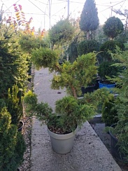 Juniperus Bonsai (Tamariscifolia)