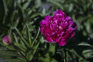 Пион молочноцветковый Paeonia lactiflora