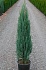 Можжевельник скальный Блю Эрроу Juniperus scopulorum Blue Arrow
