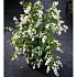 Снежноягодник доренбоза Вайт Хедж Symphoricarpos doorenbosii White Hedge